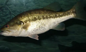 Black Bass